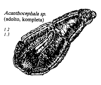 akantocefaloj de amfibioj kaj reptilioj