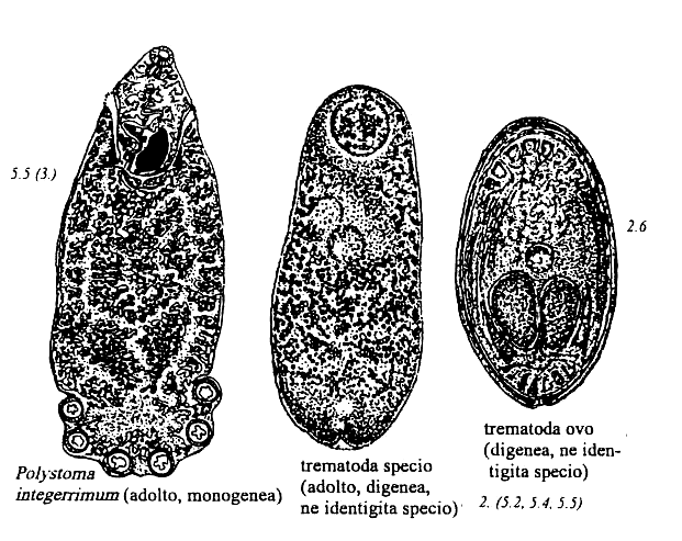 trematodoj de amfibioj kaj reptilioj