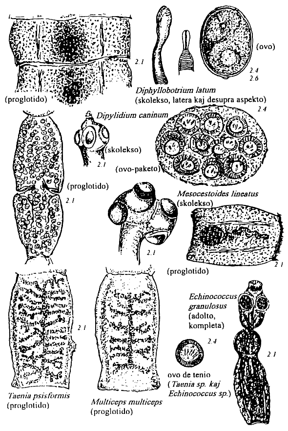 cestodoj de hundo kaj kato