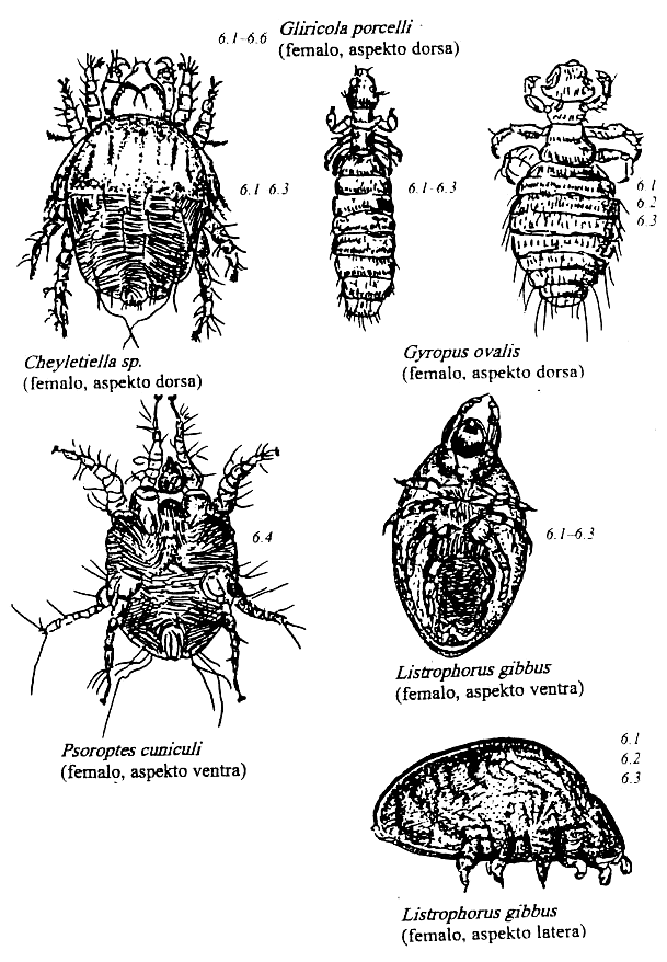 artropodoj de kuniklo kaj kobajo