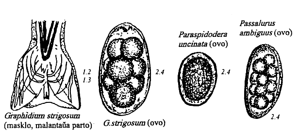 nematodoj de kuniklo kaj kobajo