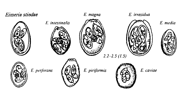 protozooj de kuniklo kaj kobajo