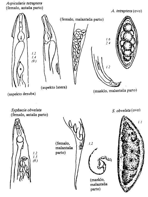 nematodoj de muso rato hamstro