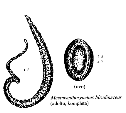 akantocefaloj de porko