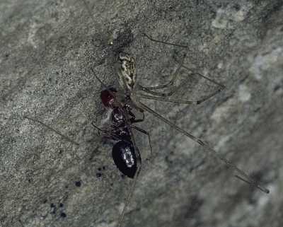 Holocnemus pluchei