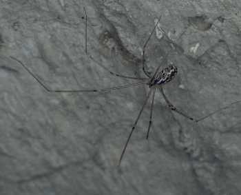 Holocnemus pluchei